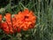 Close-up shot of the Oriental poppy Papaver orientale `Olympia` flowering with orange flower in the garden bed