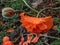 Close-up shot of the Oriental poppy Papaver orientale `Olympia` flowering with orange flower in the garden bed