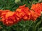 Close-up shot of the Oriental poppy Papaver orientale `Olympia` flowering with orange flower in the garden bed