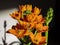 Close up shot of Ornithogalum dubium blossom