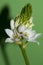 Close up shot of ornithogalum the very nice flower  â€” Photo