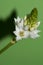 Close up shot of ornithogalum the very nice flower  â€” Photo