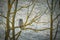 Close-up shot of an owl sitting on a mossy leafless tree branch