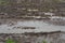 Close-up shot of a paddy field where the water is overflowing and muddy, ready to be planted next season