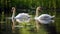 Close-up shot of a pair of elegant swans