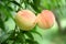 Close-up shot of a pair of ripe peaches on a peach tree.