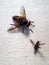 Close up shot of pale giant horse fly and common horse fly