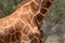 A close up shot of the pattern of a reticulated giraffe in the african wilderness.