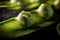 Close up shot of peas in a pod with drops of water.