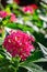 Close up shot of Pentas lanceolata blossom