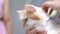 Close-up shot Persian cat squatting and blink the eyes, selective focus shallow depth of field