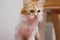 Close-up shot Persian kitten sitting and look, select focus shallow depth of field