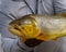 Close-up shot of a person holding a caught golden dorado fish