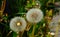 Close up shot photo for dandelions flower.