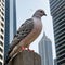 A close-up shot of a pigeon perched on a randomly city skyscraper