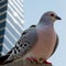 A close-up shot of a pigeon perched on a randomly city skyscraper