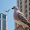 A close-up shot of a pigeon perched on a randomly city skyscraper