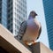 A close-up shot of a pigeon perched on a randomly city skyscraper