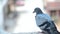 Close up shot of pigeon sitting on city building with bokeh bright background