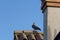 Close-up shot of pigeons sitting on a chimney rooftop