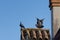 Close-up shot of pigeons sitting on a chimney rooftop
