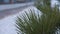 Close up shot of pine needles with blurred snow road on background