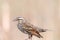Close up shot of Pine Siskin bird