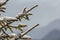 Close-up shot of pine tree branche with green needles covered with deep fresh clean snow on blurred blue outdoors copy space