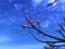 Close-up shot of pink cherry blossom growing on a leafless tree