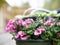 Close up shot of pink diascia flowers in plastic pot