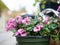 Close up shot of pink diascia flowers in plastic pot