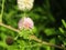 Close up shot of pink flowers of babul tree.