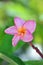 Close up shot of a pink frangipani flowe