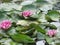 Close-up shot of pink lily. Beautiful open water lily flower in the lake. Nenuphar floating on the water. Blooming purple nymphaea