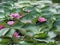 Close-up shot of pink lily. Beautiful open water lily flower in the lake. Nenuphar floating on the water. Blooming purple nymphaea