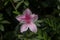 Close up shot of pink Rhododendron Simsii flower blossom in Bali, Indonesia. Spring flowers series, pink Azalea flowers.