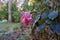 Close-up shot of a pink rose to fade