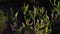 Close-up shot of a plant branches in the nighttime