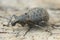 Close-up shot of a plant parasite weevil, Liophloeus tessulatus on a wooden surface