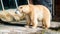 Close up shot of polar bear at zoo by the day