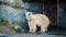 Close up shot of polar bear at zoo by the day