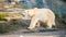 Close up shot of polar bear at zoo by the day