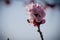 Close-up shot of pollination process of blossoming beatiful peach flowers performed by bees and bumble bees. Background out of