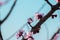 Close-up shot of pollination process of blossoming beatiful peach flowers performed by bees and bumble bees. Background out of