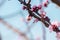 Close-up shot of pollination process of blossoming beatiful peach flowers performed by bees and bumble bees. Background out of