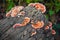 close-up shot of polypore mushrooms on timber in rainforest.