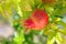 Close up shot of pomegranate ripening on a pomegranate-tree - Croatia, island Brac