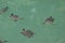 Close-up shot of Pond sliders swimming in a water