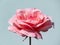 The close-up shot of popular, beautiful and robust variety of pink rose `The Queen Elizabeth` with rounded, pink blooms on long