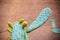 close up shot of prickly pear with red background